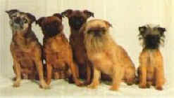 4 generationer frn Kennel Leyenda